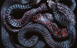 Snake High Definition Wallpapers Snake High Definition Wallpapers