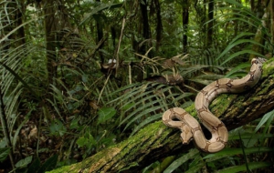 Snake High Quality Wallpapers