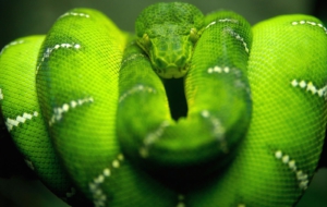 Snake Images Snake Images