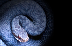 Snake Photos Snake Photos