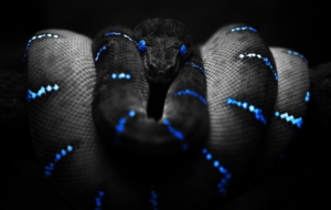 Snake Wallpaper Snake Wallpaper