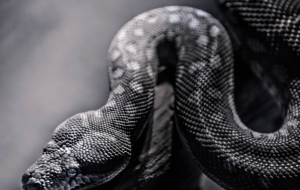 Snake For Deskto Snake For Deskto