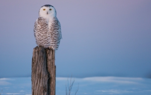 Snowy Owl Background