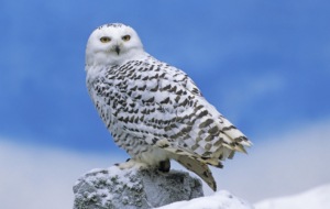 Snowy Owl Computer Wallpaper