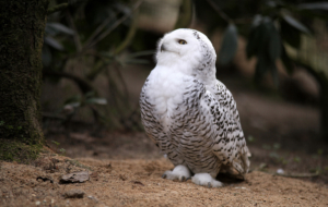 Snowy Owl HD