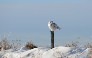 Snowy Owl HD Background