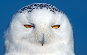 Snowy Owl HD Deskto