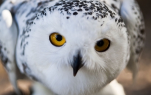 Snowy Owl HD Wallpaper