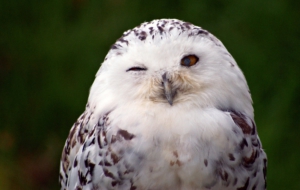 Snowy Owl High Definition Wallpapers