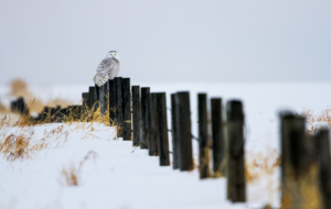 Snowy Owl High Quality Wallpapers