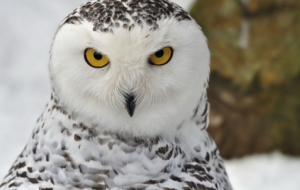 Snowy Owl Images