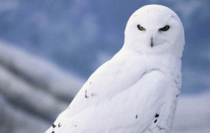 Snowy Owl Photos