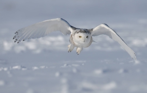 Snowy Owl Pictures