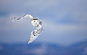 Snowy Owl Wallpaper