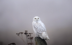 Snowy Owl Wallpapers