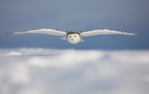 Snowy Owl Wallpapers HD