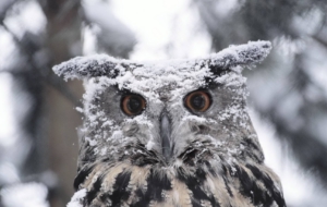 Snowy Owl Widescreen