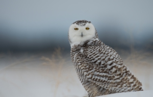 Snowy Owl For Deskto