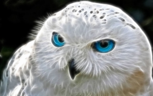Snowy Owl Full HD