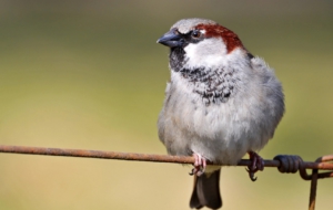 Sparrow Computer Wallpaper