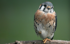 Sparrow HD Background