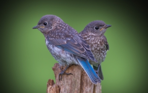 Sparrow High Definition