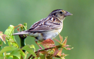 Sparrow Wallpapers HD