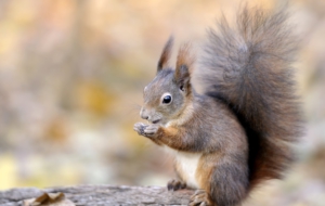 Squirrel 4K Squirrel 4K