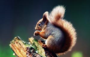 Squirrel Background Squirrel Background