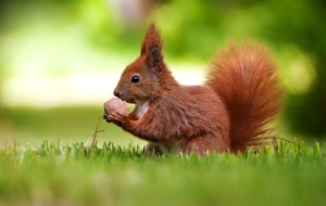 Squirrel Wallpapers HD Squirrel Wallpapers HD