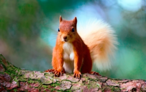 Squirrel Full HD Squirrel Full HD