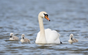 Swan Computer Wallpaper