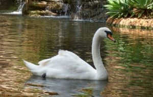Swan High Definition