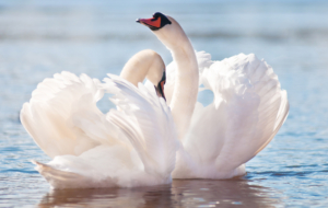 Swan Wallpapers HD