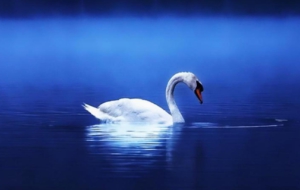 Swan Full HD