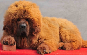 Tibetan Mastiff HD Deskto Tibetan Mastiff HD Deskto
