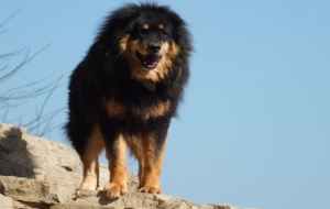 Tibetan Mastiff Wallpaper Tibetan Mastiff Wallpaper