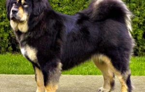 Tibetan Mastiff Widescreen Tibetan Mastiff Widescreen