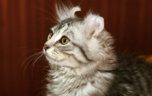 Tiffany Photos Tiffany Photos