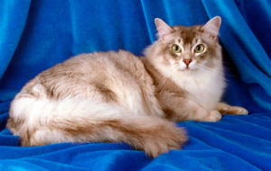 Tiffany Wallpapers Tiffany Wallpapers