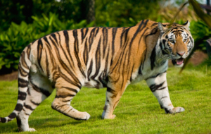 Tiger HD Wallpaper Tiger HD Wallpaper