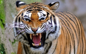 Tiger High Definition Wallpapers Tiger High Definition Wallpapers