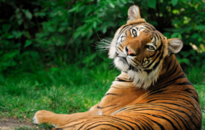 Tiger Photos Tiger Photos