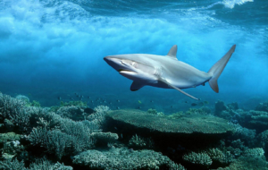 Tiger Shark HD Tiger Shark HD