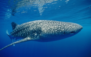 Tiger Shark HD Deskto Tiger Shark HD Deskto