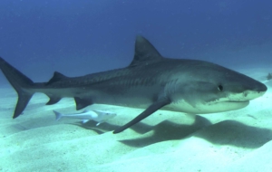 Tiger Shark High Quality Wallpapers Tiger Shark High Quality Wallpapers