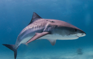 Tiger Shark Wallpapers