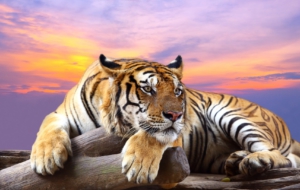 Tiger Wallpapers HD Tiger Wallpapers HD