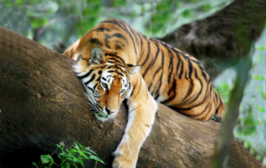 Tiger For Deskto Tiger For Deskto