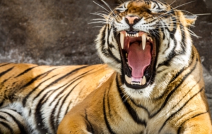 Tiger Full HD Tiger Full HD